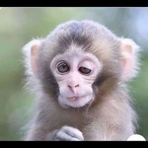 Meet your Posher, Steve